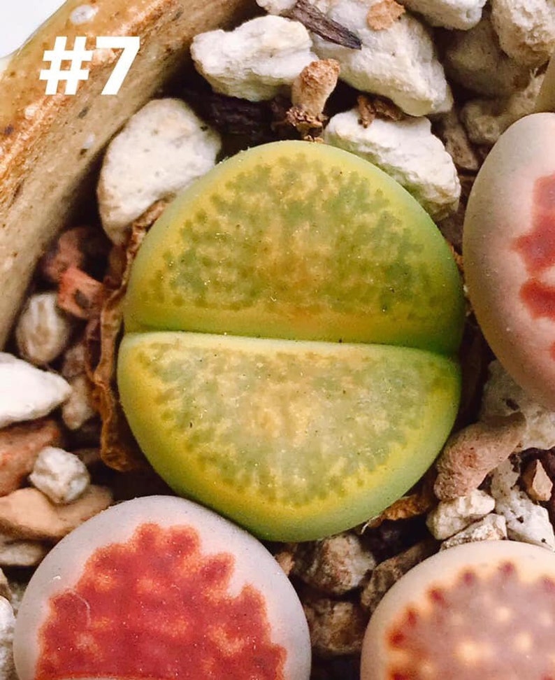 Colorful Lithops