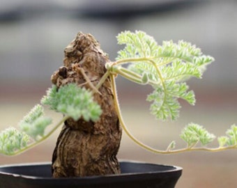 Rare Succulent:  Caudex-Pelargonium appendiculatum (Waking Up)|Elephant's Foot, Hottentot bread, Rare Succulent live plant houseplants