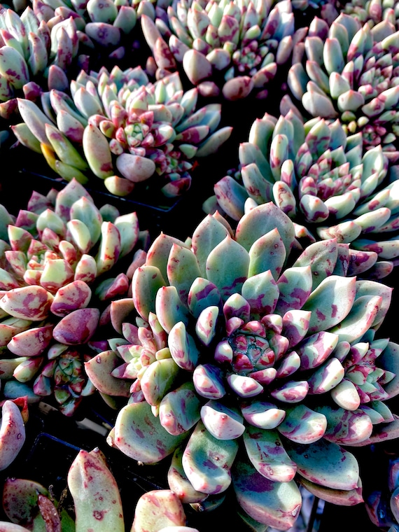Rare Succulent: Imported Echeveria Bloody Yan (aka Jelly Jam or