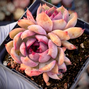 Echeveria Red Wine - Etsy
