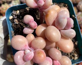 Rare succulent: Imported succulent   pink moonstone 5 heads cluster 3.5”  live plant houseplants