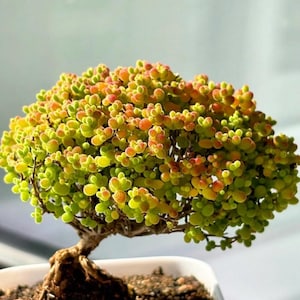 Beautiful Succulent:Hybrid Drosanthemum Sugar Ball pink purple flowers arrangement bonsai tree (little green in summer)live plant houseplant