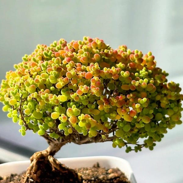 Beautiful Succulent:Hybrid Drosanthemum Sugar Ball pink purple flowers arrangement bonsai tree (little green in summer)live plant houseplant