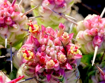 Cool Succulent: Imported Succulent  Cactus Variegated Euphorbia Mammillaris ‘Variegata’ live plant houseplant