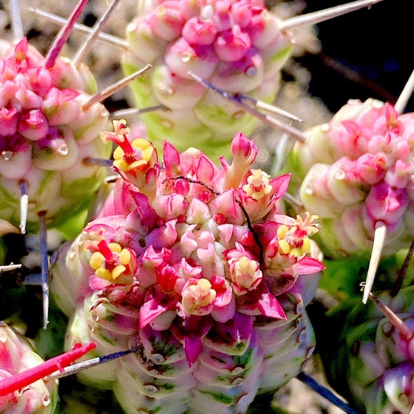 Cool Succulent: Imported Succulent  Cactus Variegated Euphorbia Mammillaris ‘Variegata’ live plant houseplant