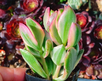 Cool Succulent: Crassula Obliqua Variegata live plant houseplant