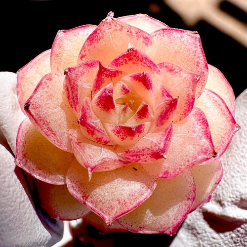 Rare Succulent: Imported Echeveria Loverina Rosa Elegans hybrid pink crystal coloring( a little GREEN in summer) live plant houseplant
