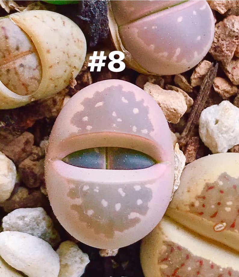 Colorful Lithops