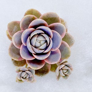 Rare Succulent: Rare Variegated Orostachys boehmeri aka variegated Chinese dunce cap 2”pot fully