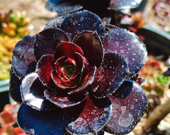 Rare Imported succulent Korea Aeonium zwartkop black rose live plant houseplant