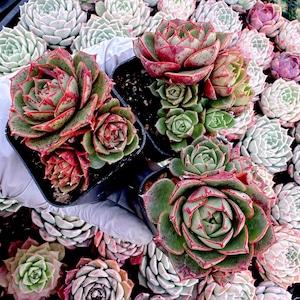 Rare Succulent: Imported Succulent Echeveria Longissima Rose live plant houseplant