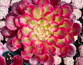 Rare Succulent: Imported variegated Aeonium Garnet ( Red Copper , White brocade ) live plant houseplant