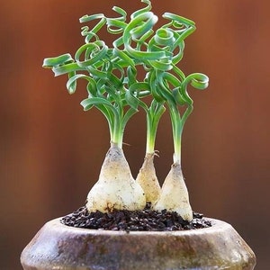 Rare Succulent: Imported Succulent Ornithogalumconcodianum wider leaves live plant houseplant