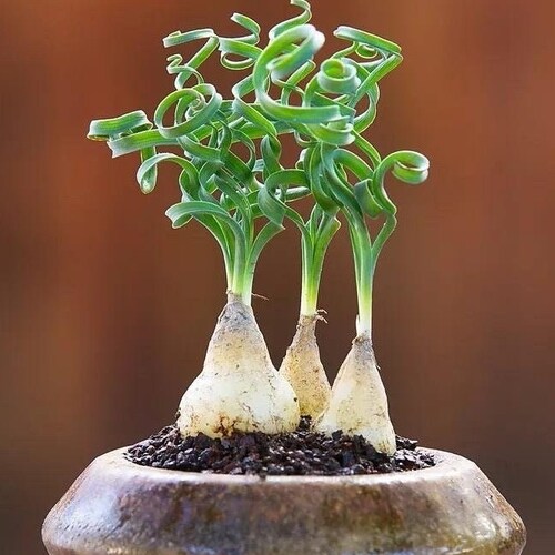 Rare Succulent: Imported Succulent Ornithogalumconcodianum wider leaves spiral grass live plant houseplant BULB ONLY