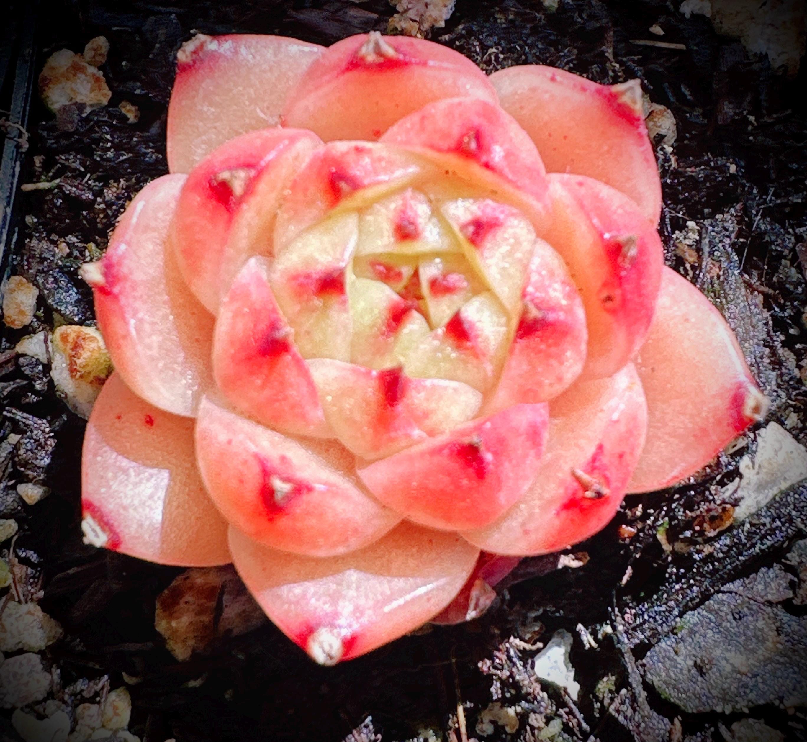 Rare Succulent: Imported   echeveria Little Black Piglet live plant crystal pink black tips plant green in summer live plant houseplant