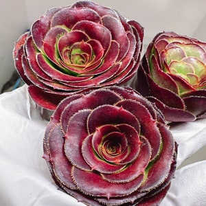 Beautiful succulent : hybrid Rose Aeonium live plant houseplant