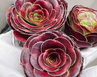 Beautiful succulent : hybrid Rose Aeonium live plant houseplant