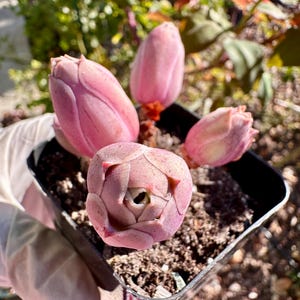 Rare Succulent: Imported mountain rose live rose  Greenovia  mountain rose hybrid Pandora about 3&quot; cluster live plant houseplant NO POT