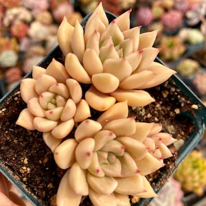Rare succulent: imported succulent Korea echeveria Golden Melody many  heads cluster live plant houseplant