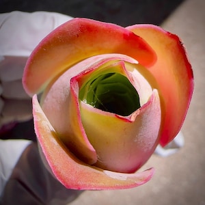 Rare Succulent: Imported  pink rose Real plants, Greenovia Aurea sp La Golden Palma, Queen Mountain Rose, Rare succulent live plant