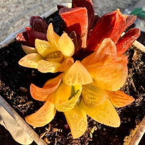 Rare Succulent:variegated Haworthia Extremely RARE/High Variegation/Yellow variegated  /COLLECTOR ITEM 4 years old live plant houseplant