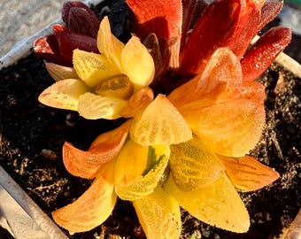 Rare Succulent:variegated Haworthia Extremely RARE/High Variegation/Yellow variegated  /COLLECTOR ITEM 4 years old live plant houseplant