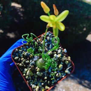 Rare Imported Succulent Korea Albuca Namaquensis Baker Spiral Grass, Frizzle Sizzle, Corkscrew, Albuca Circinata, Albuca Spiralis image 2