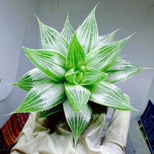 Rare succulent: Imported succulent  Haworthia Retusa  Variegata  White Ghost live plant houseplant