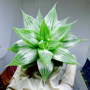 Rare succulent: Imported succulent  Haworthia Retusa  Variegata  White Ghost live plant houseplant