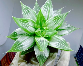 Rare succulent: Imported succulent  Haworthia Retusa  Variegata  White Ghost live plant houseplant