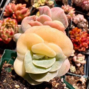 Rare Succulent: Imported  Variegated+ monstrous Echeveria Lovely Rose 3 head cluster live plant houseplant