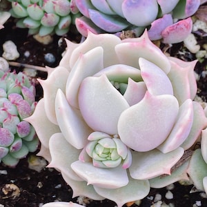 Rare Succulent: Imported Korea hybrid Echeveria Laura live plant houseplant