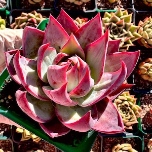 Rare succulent: Imported succulent Korea variegated Echeveria Agavoides Casio live plant houseplant