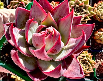 Rare succulent: Imported succulent Korea variegated Echeveria Agavoides Casio