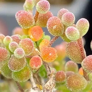 May include: A succulent plant featuring clusters of small, rounded, fleshy leaves with a textured, bumpy surface. The leaves display a gradient of colors, transitioning from vibrant green to shades of orange, pink, and soft yellow throughout.