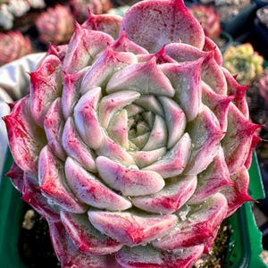 Rare Succulent: Imported Succulent  Echeveria monstrous Blush live plant pink purple houseplant pink flower