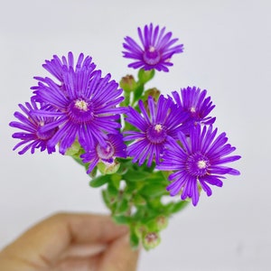 Beautiful Succulent: Lampranthus spectabilis Ice plant. Purple flowers live plant houseplant image 3