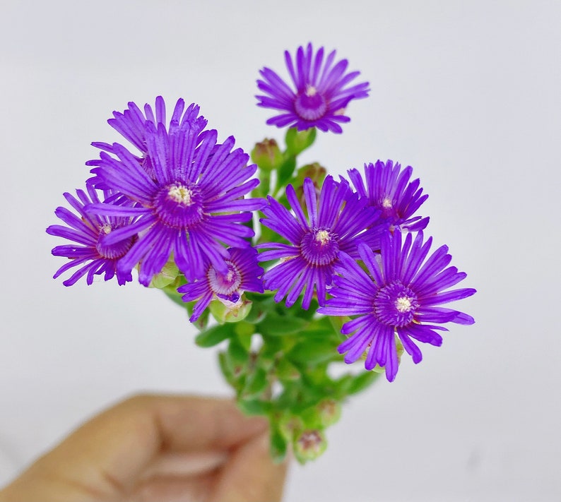 Beautiful Succulent: Lampranthus spectabilis Ice plant. Purple flowers live plant houseplant image 3