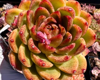 Rare succulent: Imported succulent Korea echeveria Black Maria Rose cluster HUGE live plant houseplant