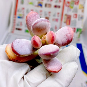 Rare Succulent: Imported Succulent  Imported Cotyledon Orbiculata cv.live plant houseplant