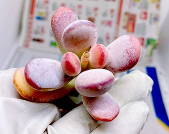 Rare Succulent: Imported Succulent  Imported Cotyledon Orbiculata cv.live plant houseplant