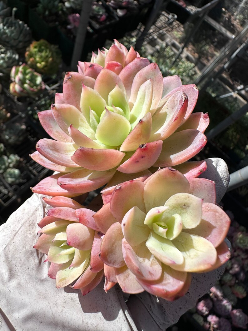 Rare Succulent Imported Succulent Korean Echeveria Silk Veil Etsy