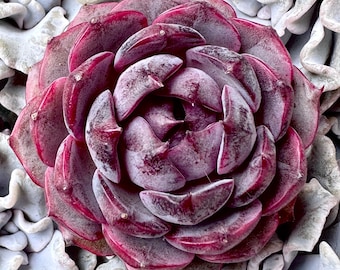 Rare Succulent: Imported  Echeveria Blackberry dark black live plant houseplant