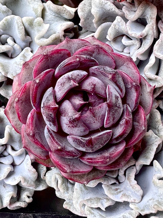 carnation flower seeds White Grenadin Carnation – 25 Seeds main image 0