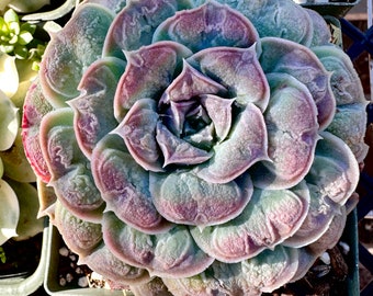 Rare Succulent: Imported   Echeveria Heart Choice ( This is a mutated form of Echeveria GILO )HUGE  raindrop bump live plant houseplan