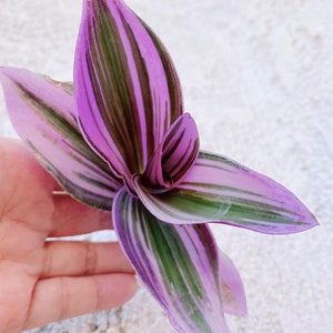 Beautiful succulent: Tradescantia Nanouk (Available Deal--buy 3 get 2 free =5 cuttings) live plant houseplant