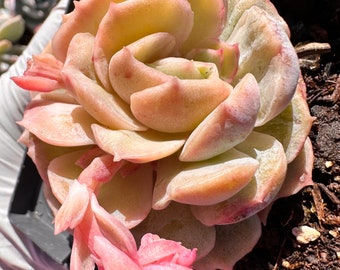 Rare  succulent : imported succulent Korea variegated and Monstrosus Echeveria cv. Onslow live plant houseplant