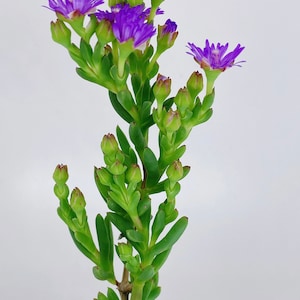 Beautiful Succulent: Lampranthus spectabilis Ice plant. Purple flowers live plant houseplant image 2