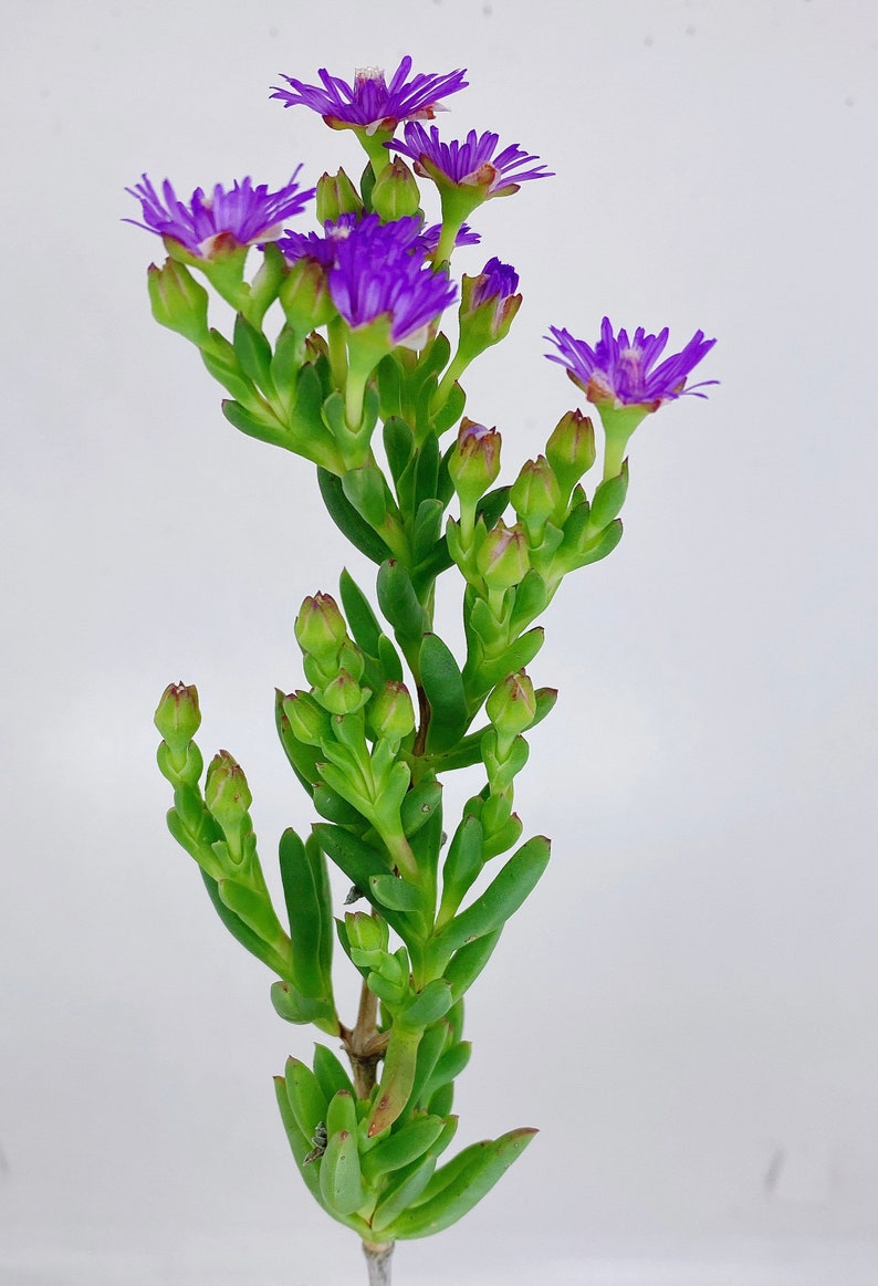 Beautiful Succulent: Lampranthus spectabilis Ice plant. Purple flowers live plant houseplant image 2