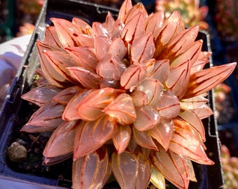 Rare Succulent: Imported Haworthia Watermelon HUGE cristatus/ crostata/ cristed cluster   live plant houseplant